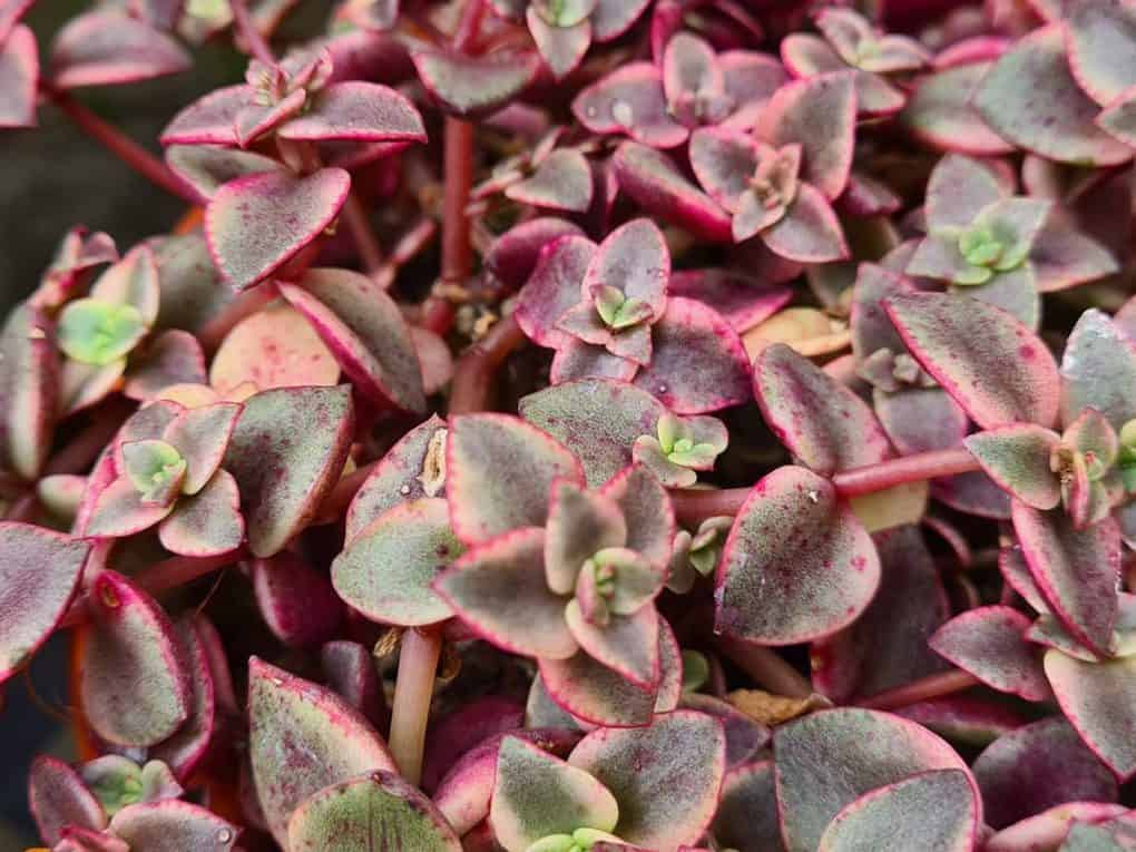 Crassula Calico Kitten
