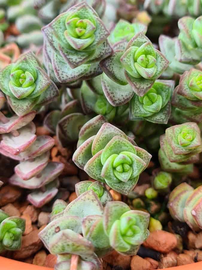 Crassula marnierana hottentot