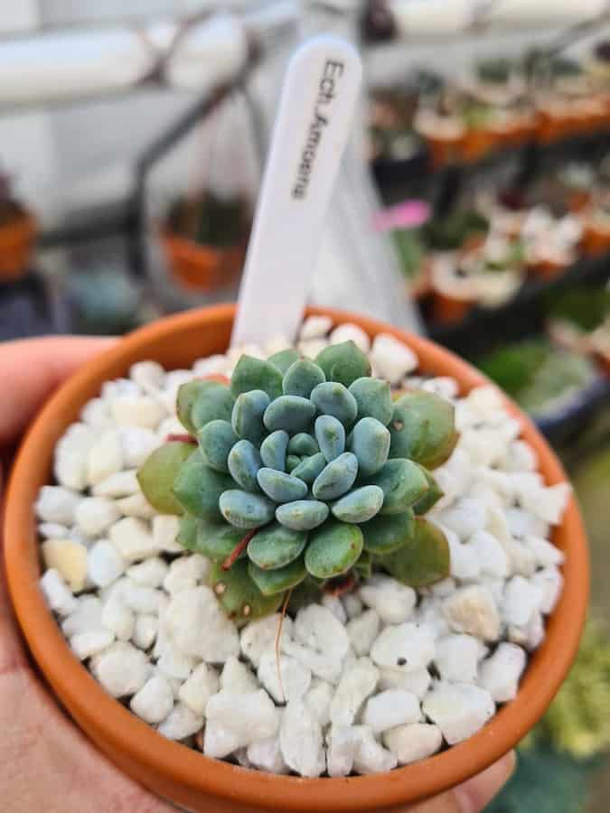 Echeveria Amoena