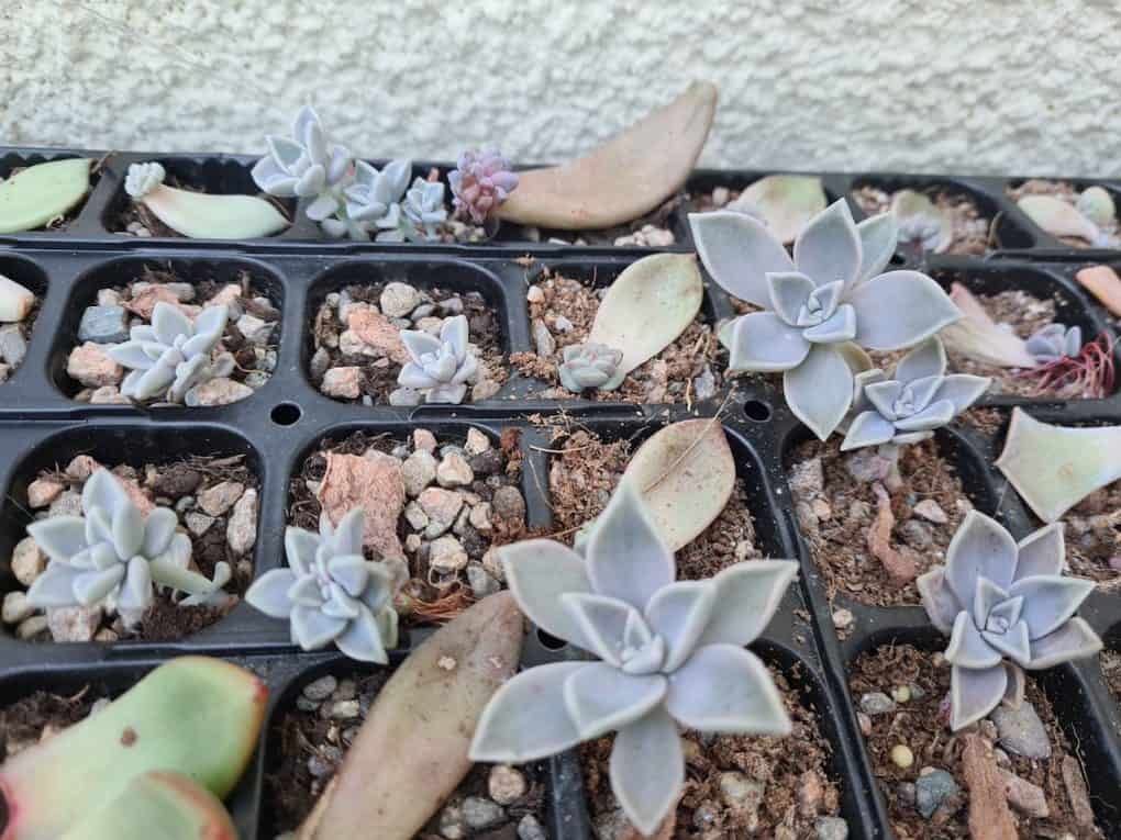 Ghost Plant Easiest Succulent to Propagate