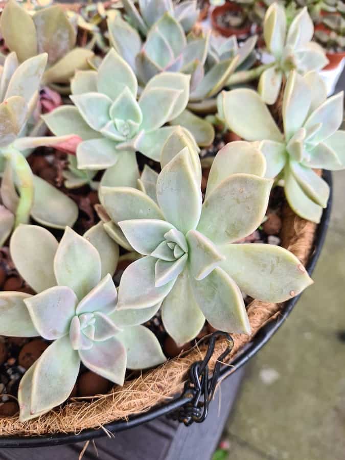 Graptopetalum Paraguayense Ghost Plant
