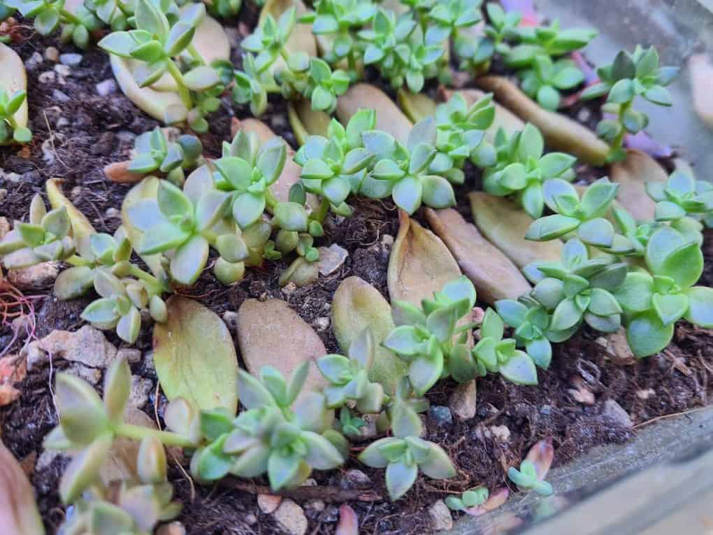 Graptosedum Alpenglow Leaf cuttings Easiest Succulents to Propagate