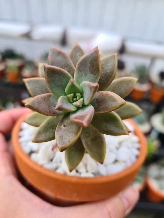 Graptosedum Alpenglow