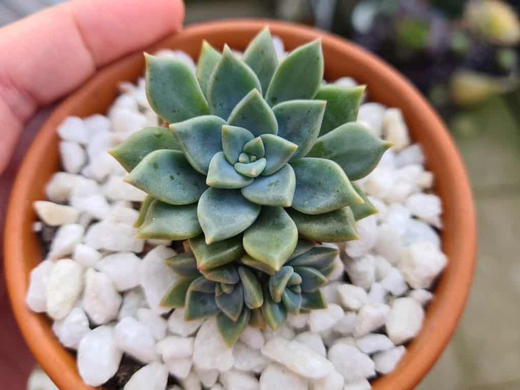 Graptoveria Acaulis