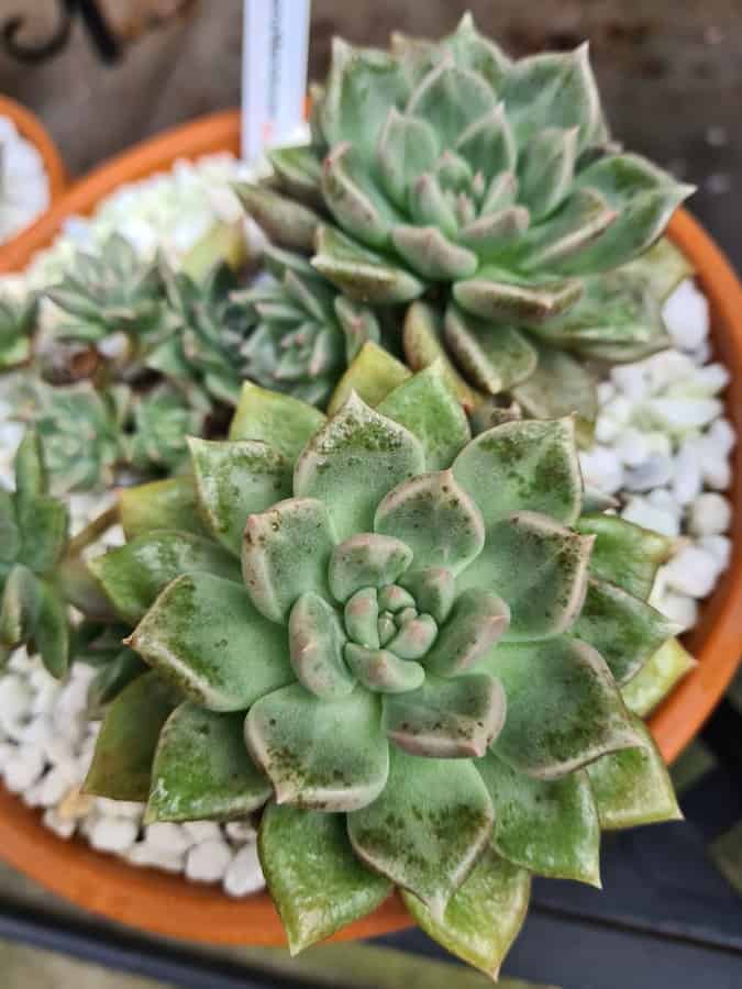Graptoveria Ebony Mendozae
