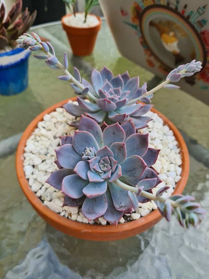 Graptoveria Milky Way