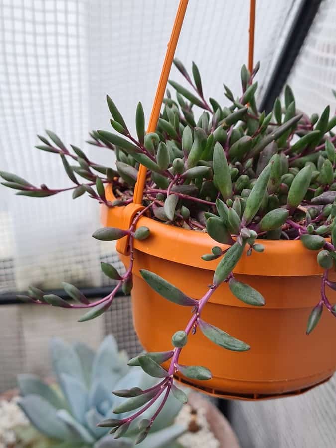 Othona Capensis