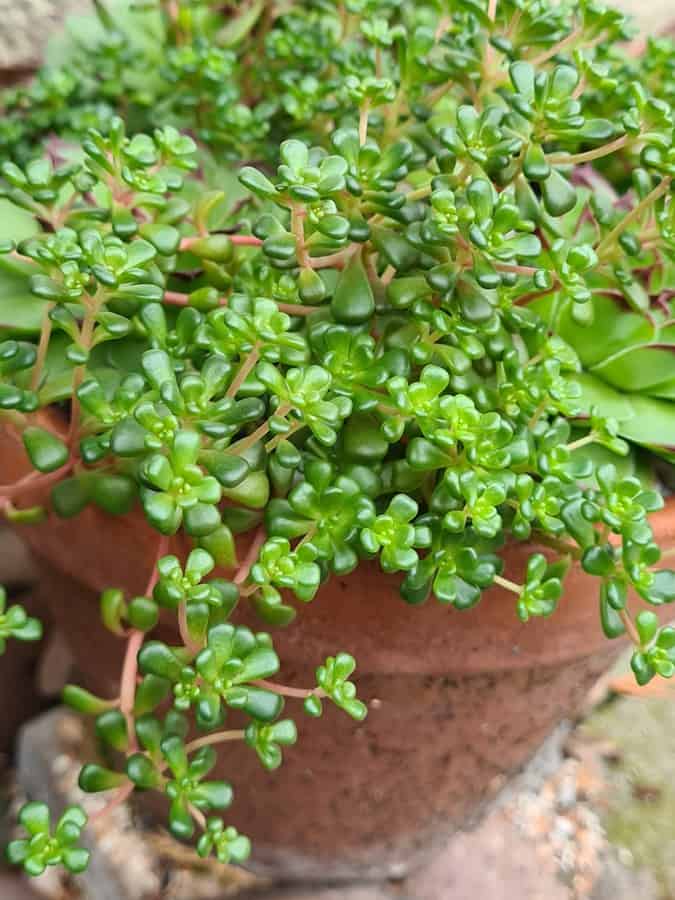 Sedum Oreganum Stonecrop Succulent