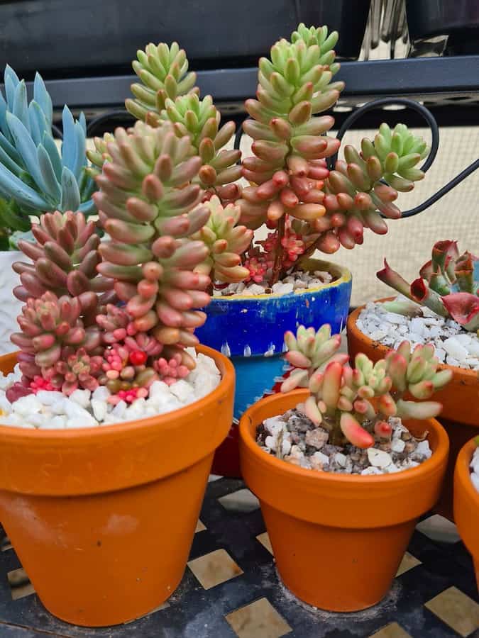 Sedum Rubrotinctum Aurora Variegated