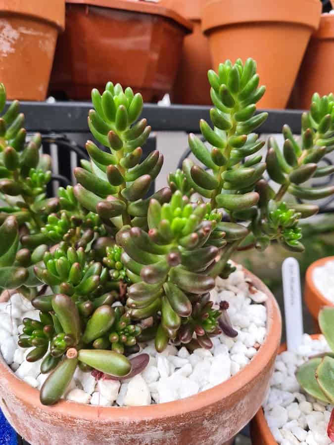 Sedum Rubrotinctum Jelly Beans