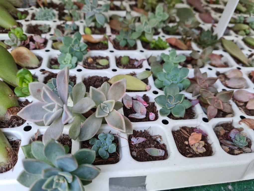Leaf propagation: how to propagate succulents fast that really works!