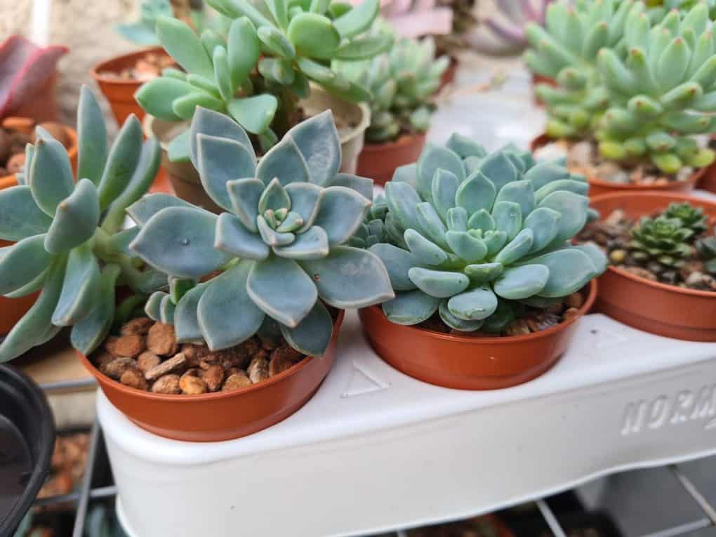 Propagated succulents from leaves