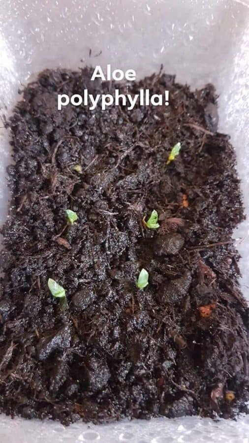 Seed propagated: Aloe Polyphylla