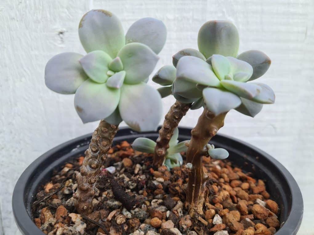 Stem propagation: how to propagate succulents fast that really works!