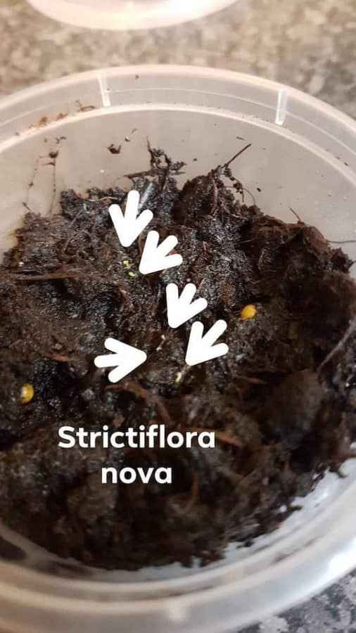 Seed propagated: Echeveria Strictiflora nova