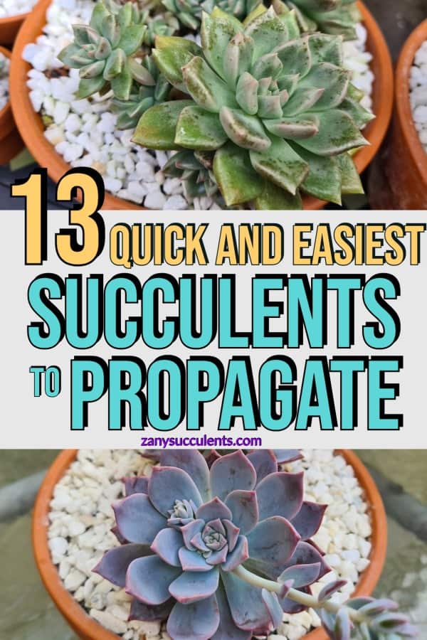 Quick and easiest succulents to propagate