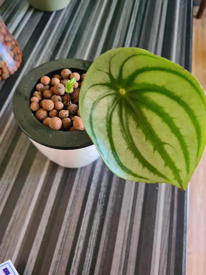 Peperomia succulent plant in self watering pot