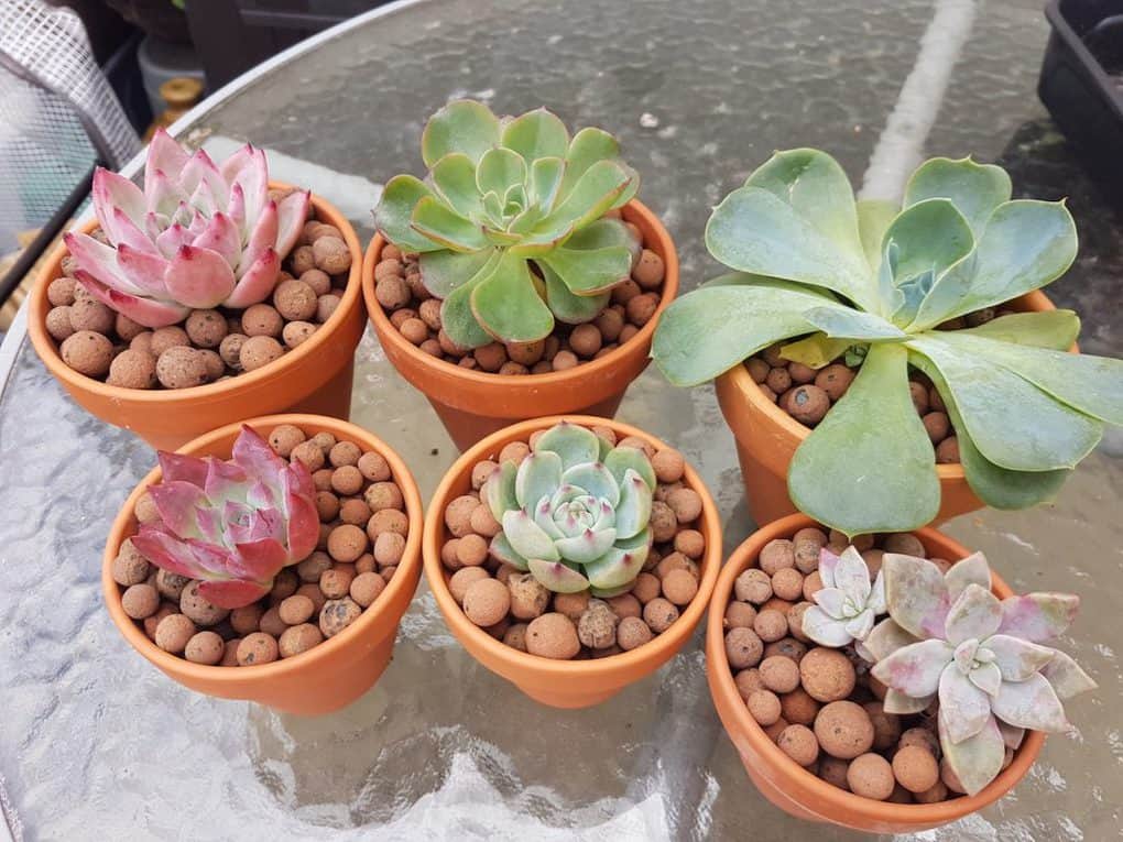 Succulents in LECA
