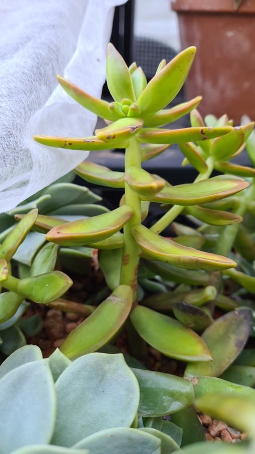 Why Succulents Grow Leggy: Etiolated Sedum Nussbaumerianum