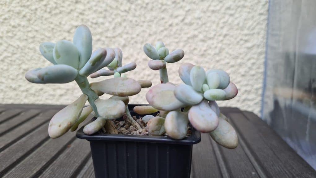 Why Succulents grow leggy - Graptopetalum amethystinum
