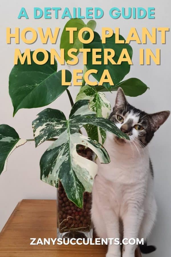 How to plant monstera in leca a detailed guide