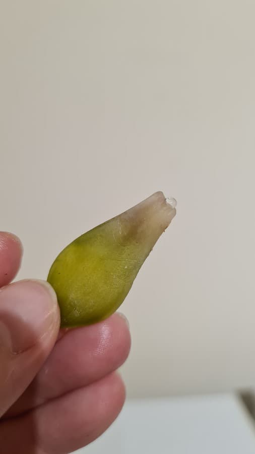 Excessive water in succulent leaves