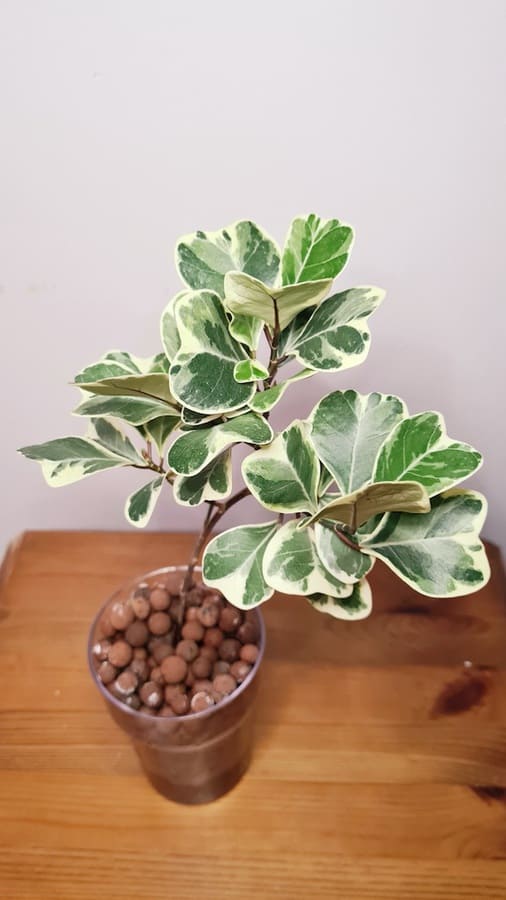 Ficus plant in LECA