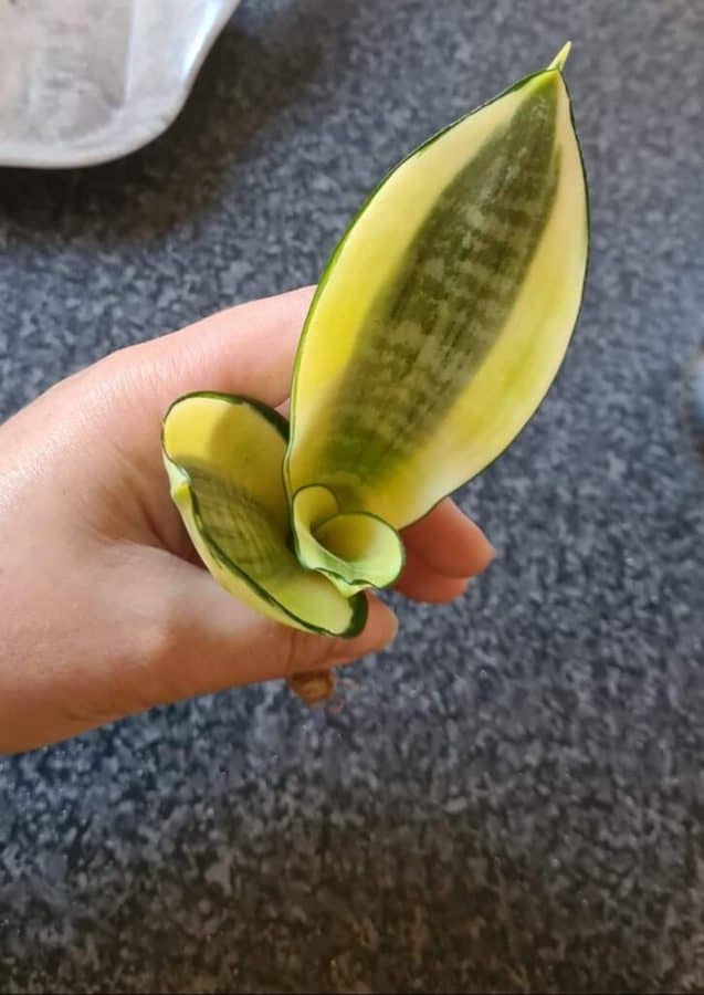 Sanseveria Golden Hanhnii