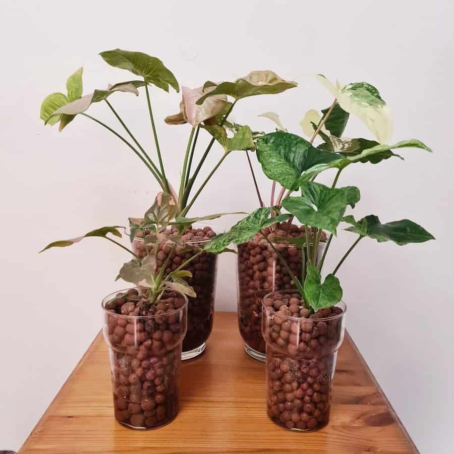 Syngonium plants in LECA