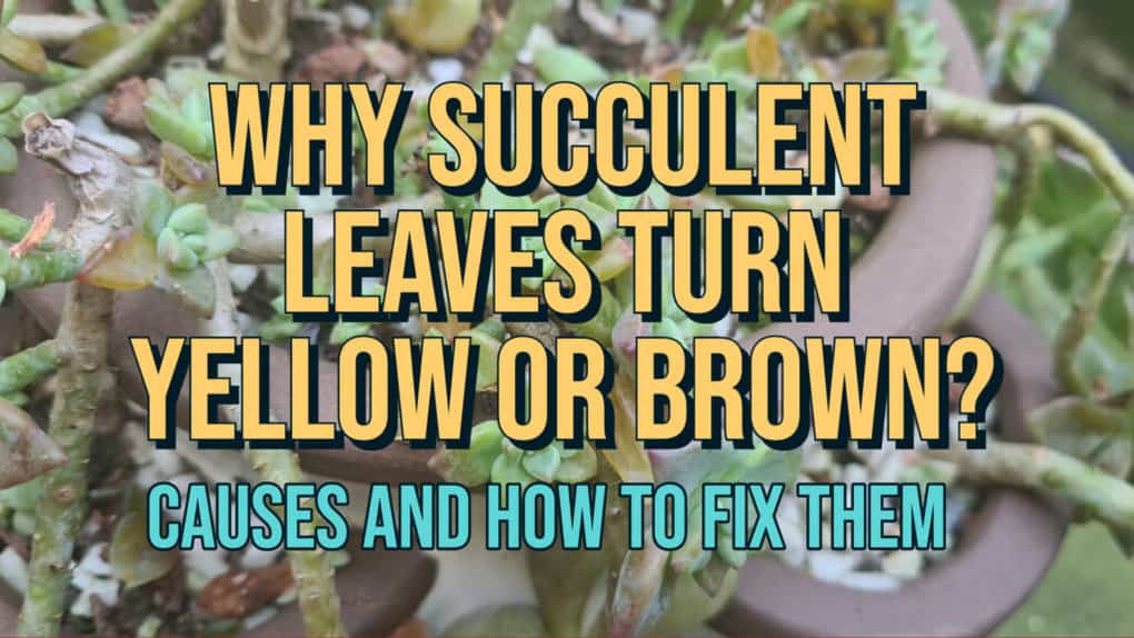 Why Succulent Leaves turn Yellow or Brown and how to fix them feat