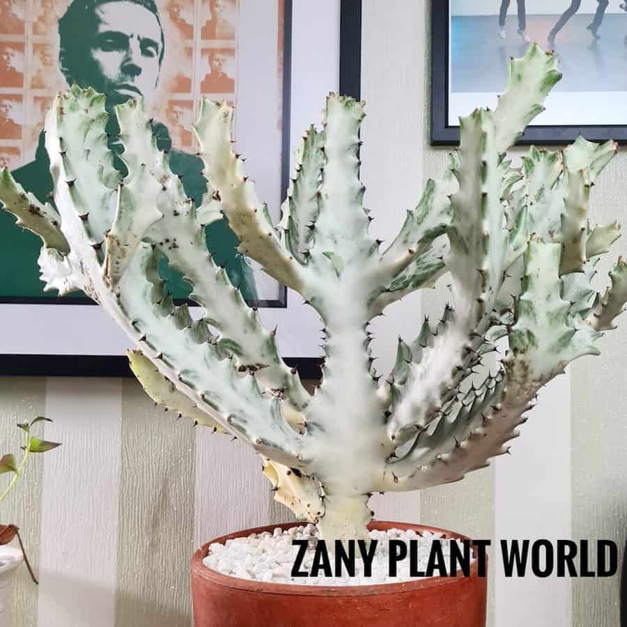 Euphorbia Lactea Variegata Dragon Bones