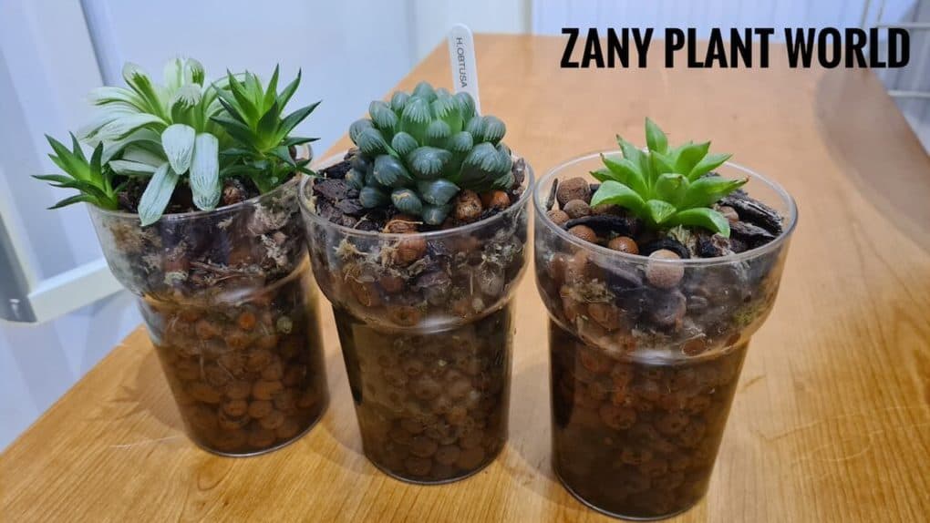 Haworthia Plant in LECA