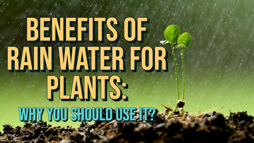 Rainwater for plants feat
