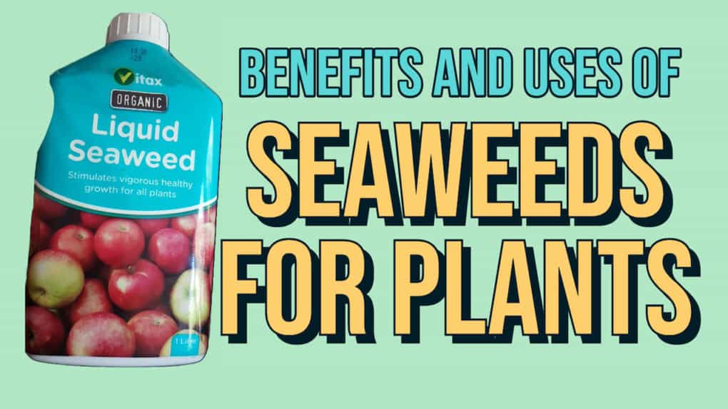 Benefits ad Uses of Seaweeds for Plants feat