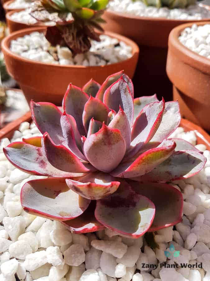 Echeveria Hera Succulents Light Requirements