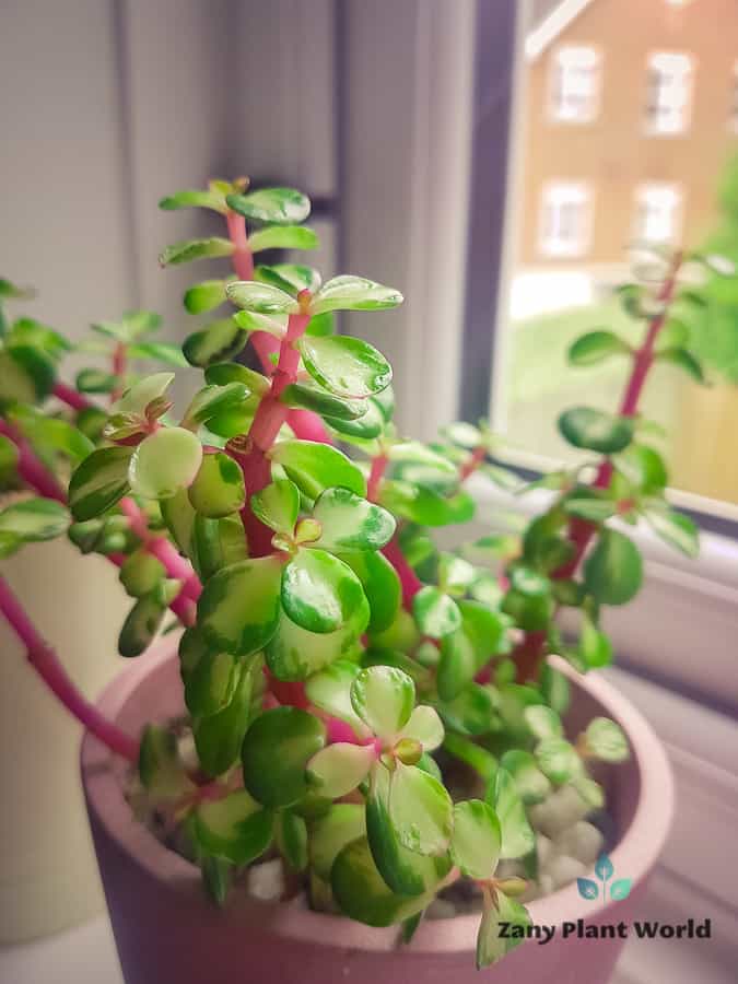 Elephant Bush Variegated