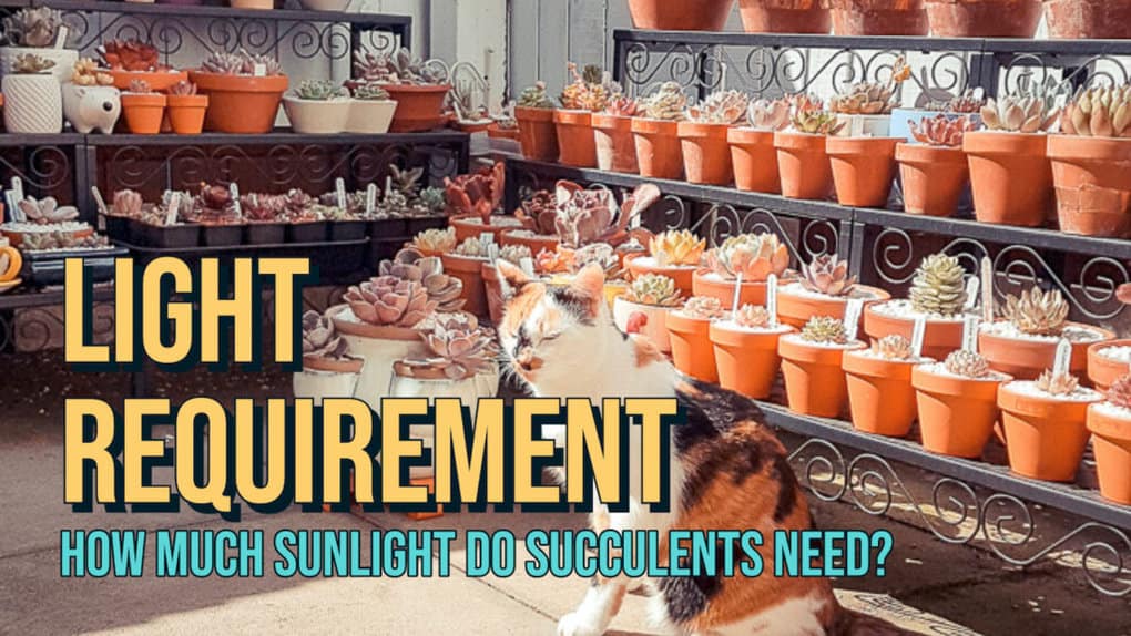 How much sunlight do succulents need