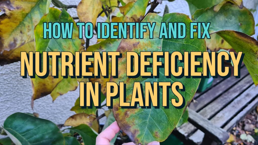 How to Identify and fix Nutrient Deficiency in Plants featured