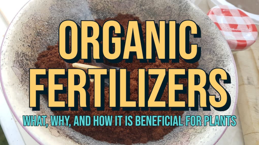 Organic Fertilizers What, Why, and How it is Beneficial for Plants feat