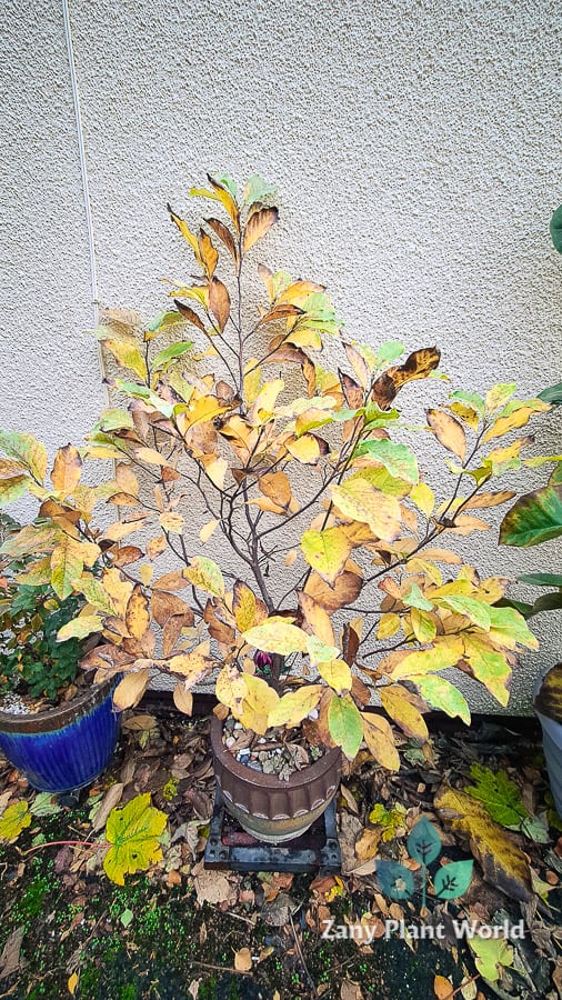 Sulphur Deficient in plants