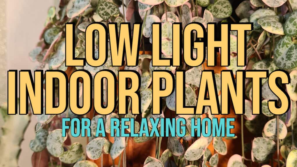 Best Low Light Plants for a Relaxing Home feat