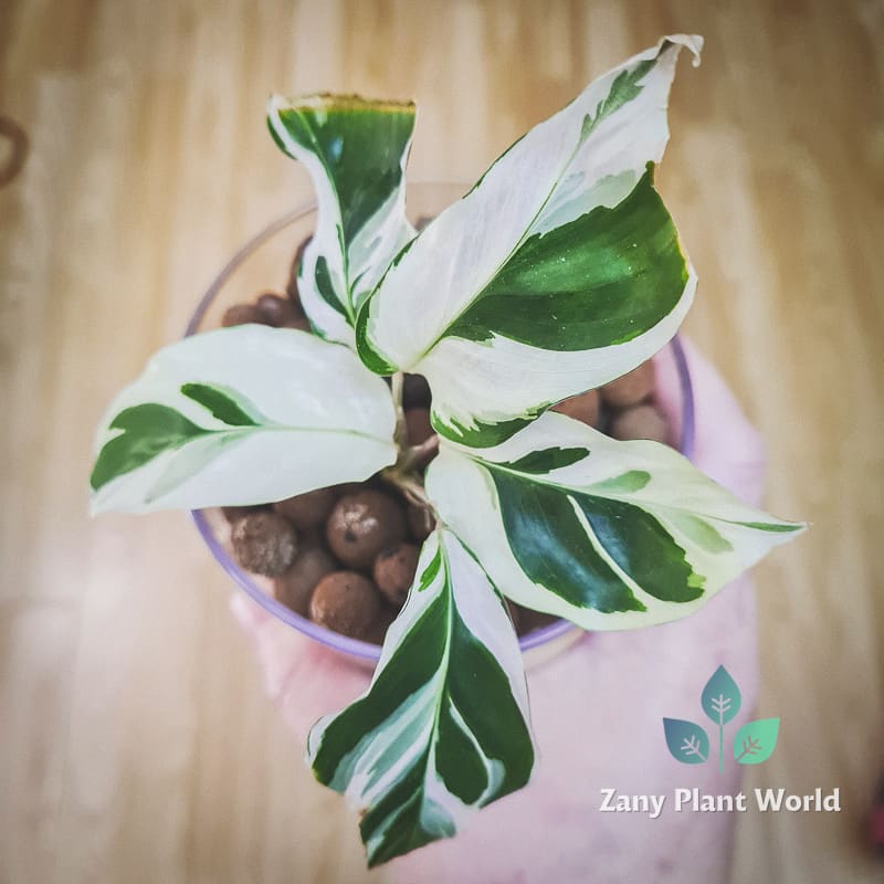 Calathea white fusion plant