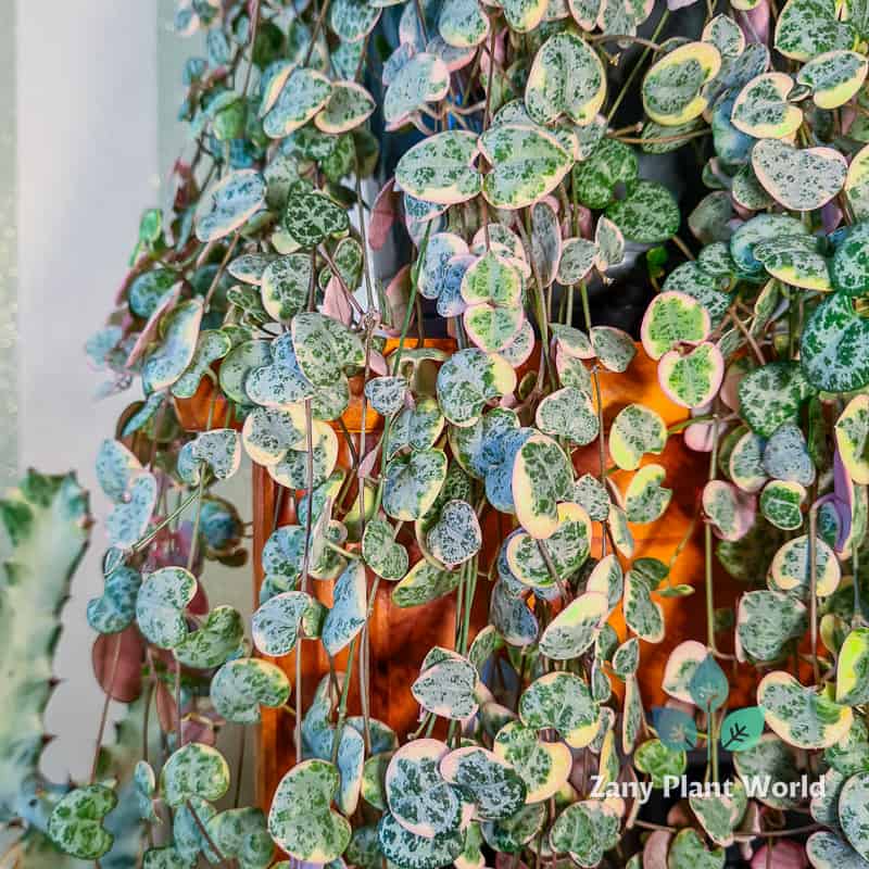 Best Low Light Indoor Plants for a Relaxing Home - Ceropegia Woodii Variegata String of Hearts Plant