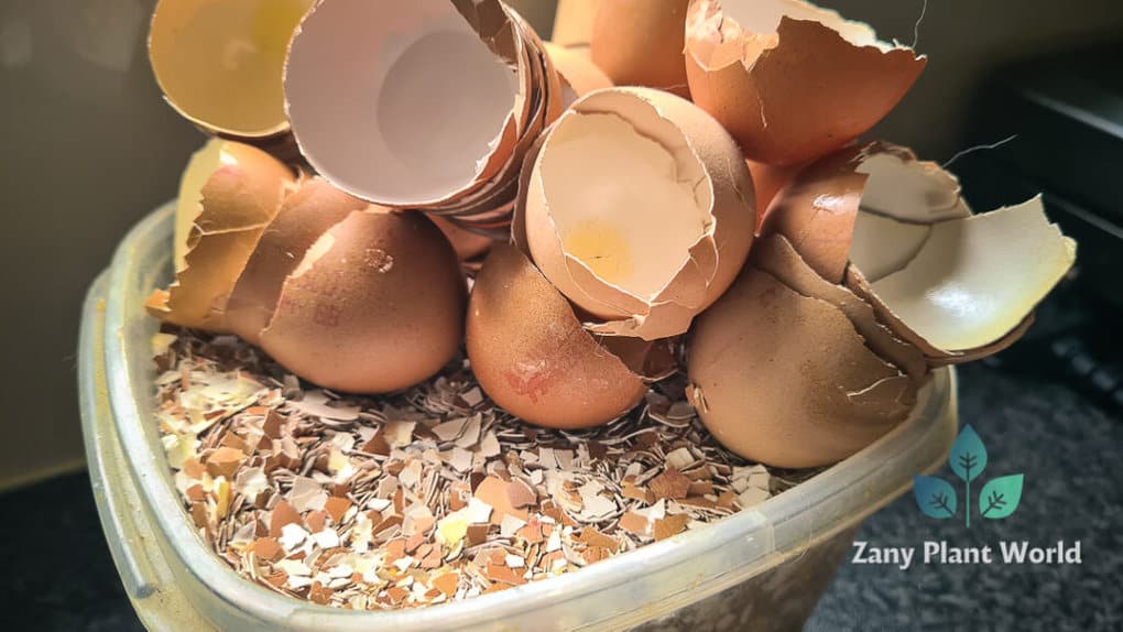 Crushed Eggshells as fertilizers and pest control