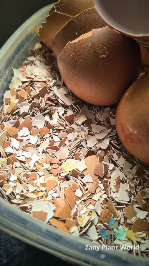 Crushed Eggshells