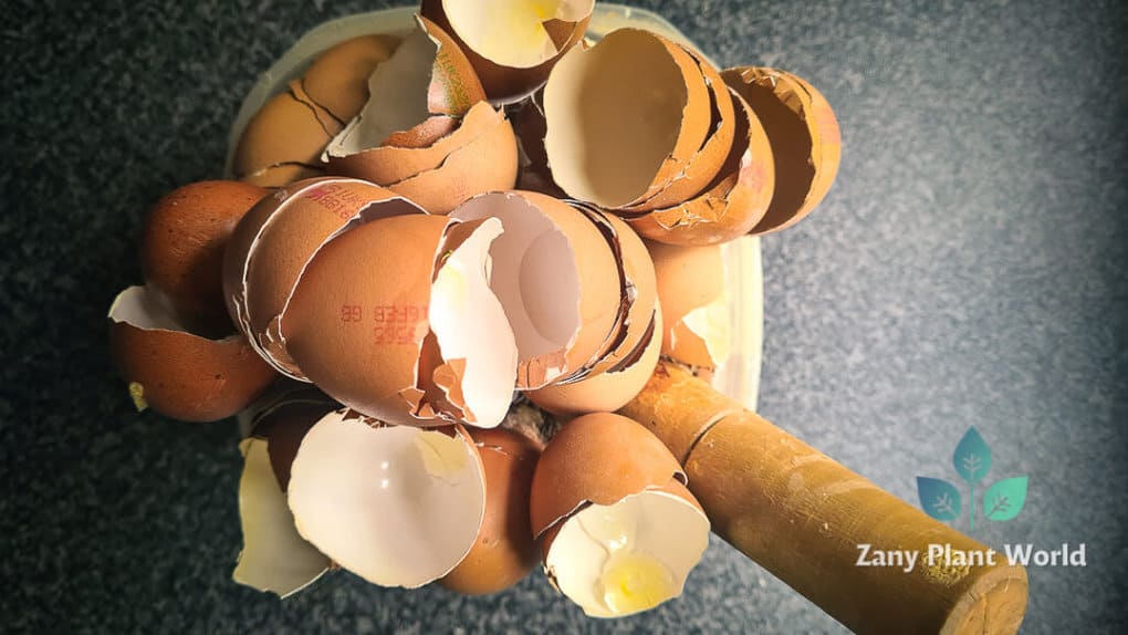 Eggshells as a fertilizer for Plants