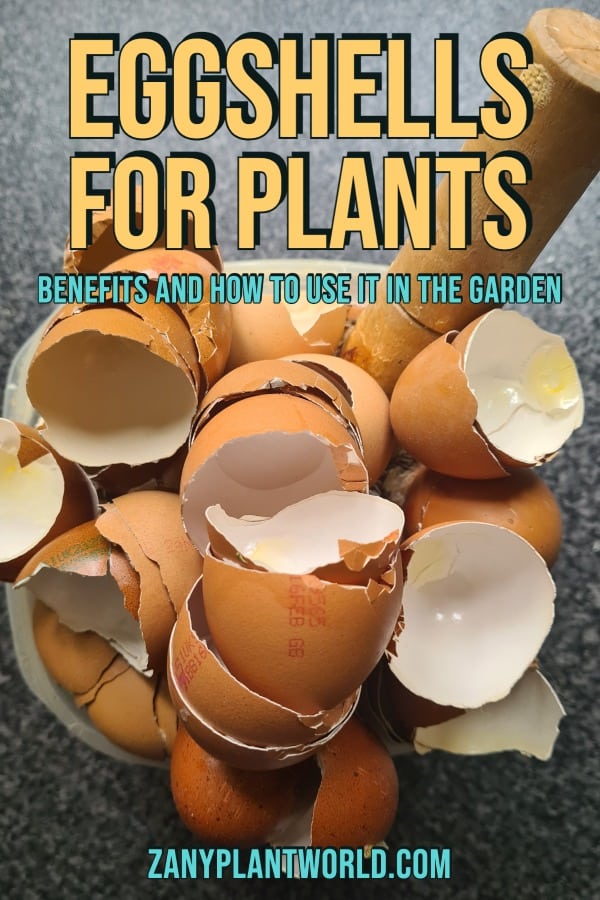 Eggshells in Plants Benefits and How to use it in the Garden Pin