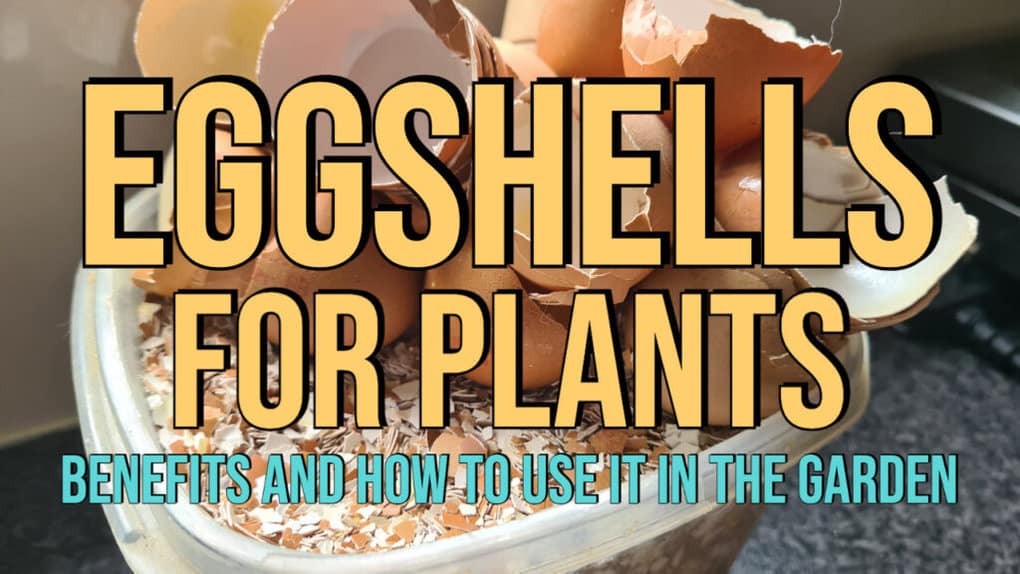 Eggshells in Plants Benefits and How to use it in the Garden feat