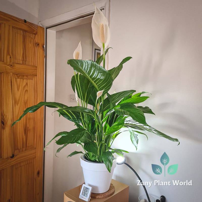 Peace Lily Spathiphyllum Plant