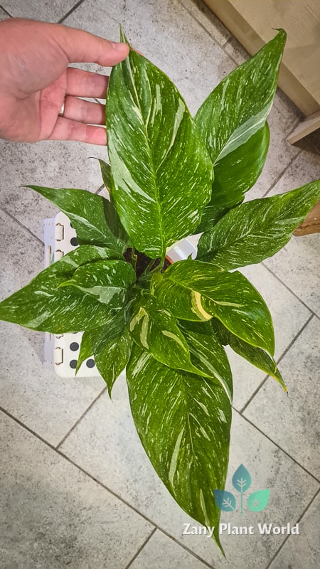 Best Low Light Indoor Plants for a Relaxing Home - Peace Lily Variegated - Spathiphyllum Plant